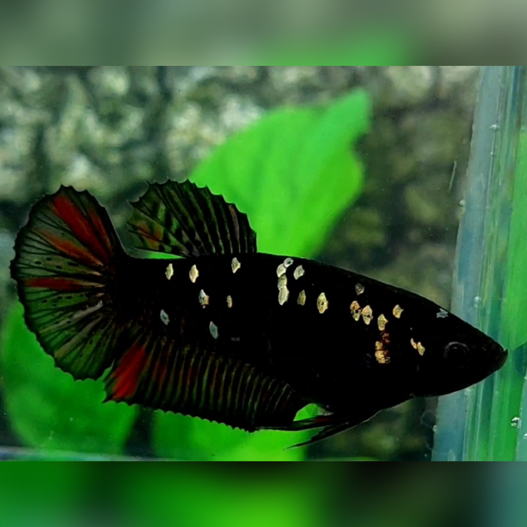 Avatar Red Copper Gold HMPK Female For Sorority / Breed
