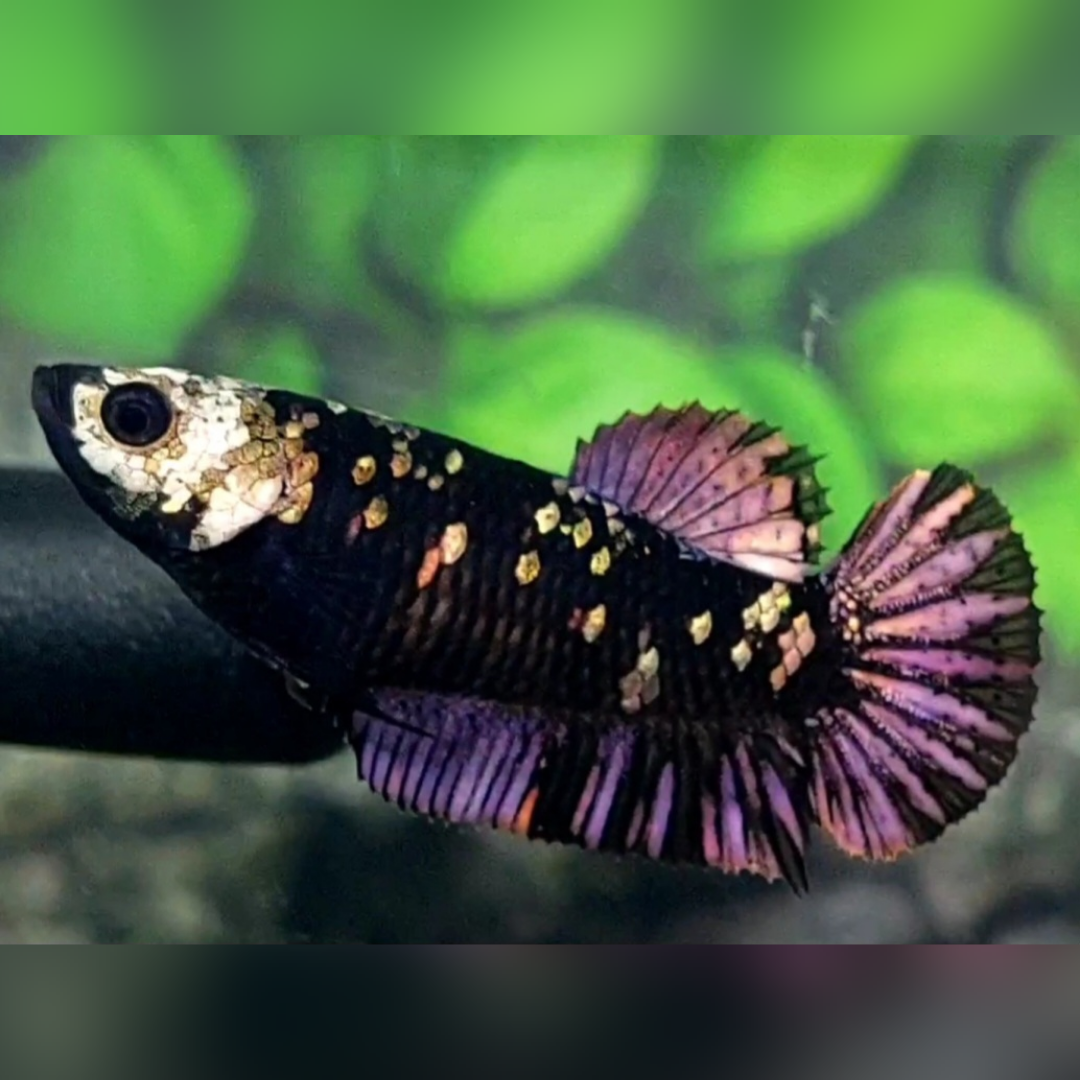 Avatar Copper Purple Gold HMPK Betta Fish Female For Sorority / Breed