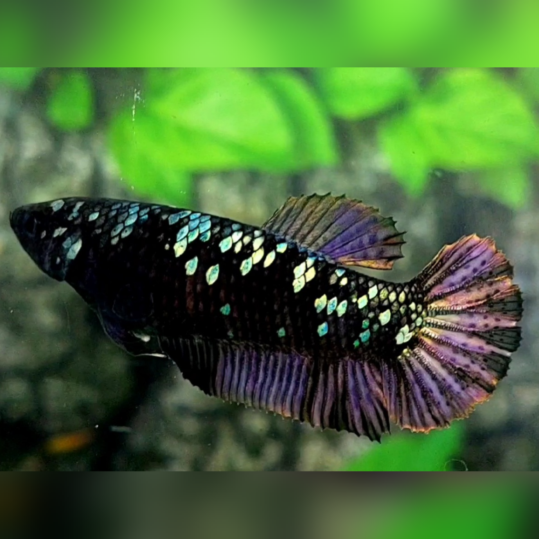 Avatar Copper Purple HMPK Female For Sorority / Breed