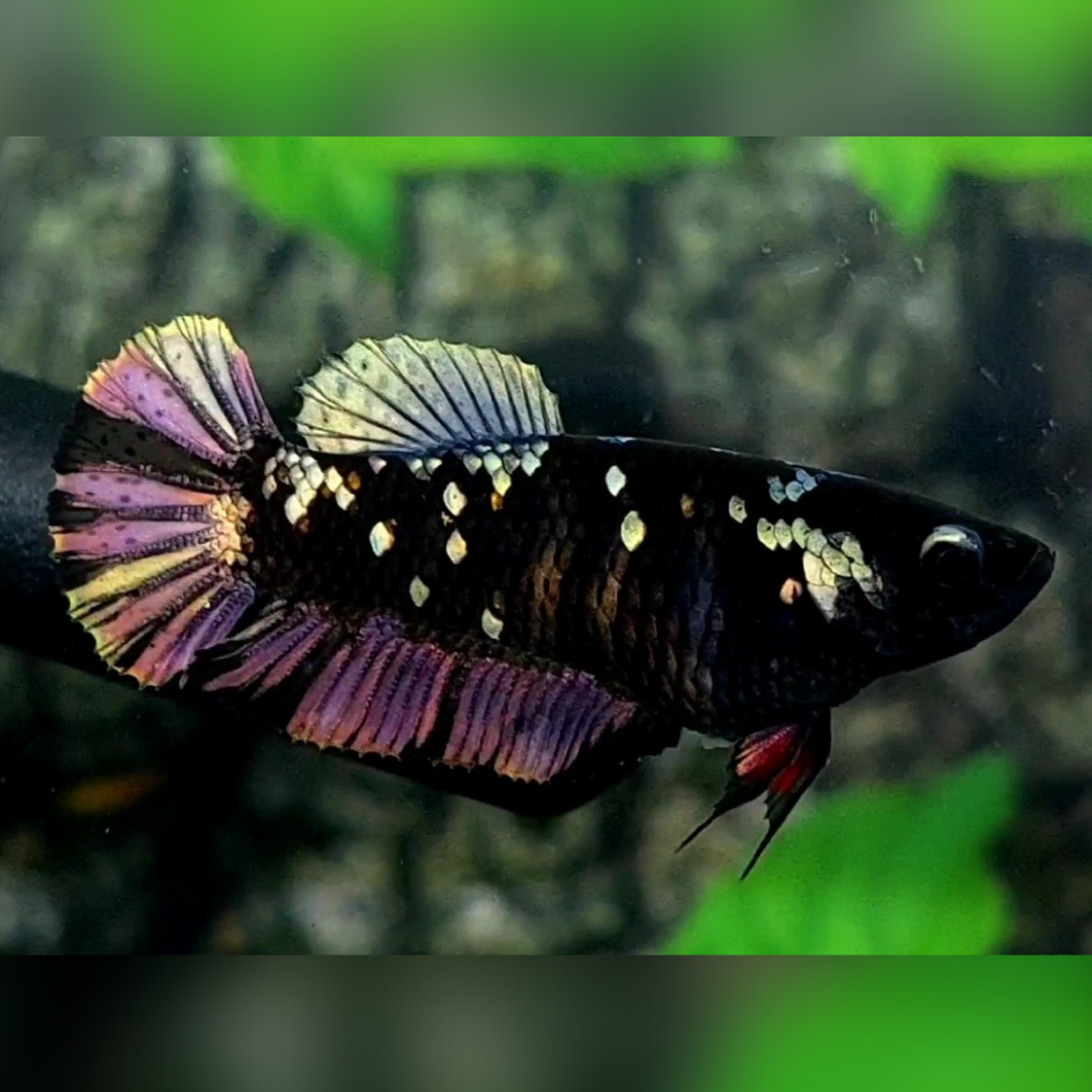 Avatar Copper Purple Gold HMPK Female For Sorority / Breed