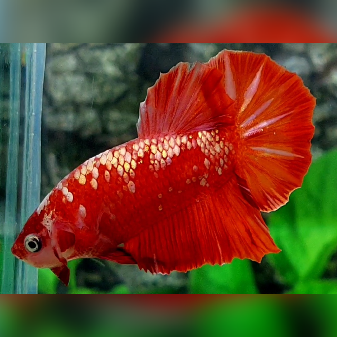 Red Gold Galaxy HMPK Male #RGG