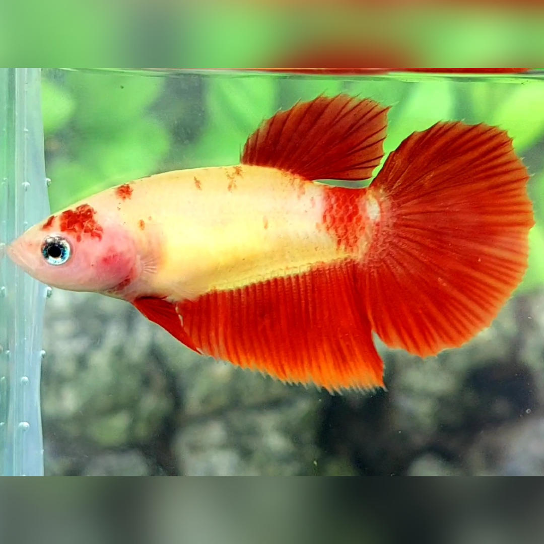 Red Bicolor Halfmoon Female For Sorority / Breed