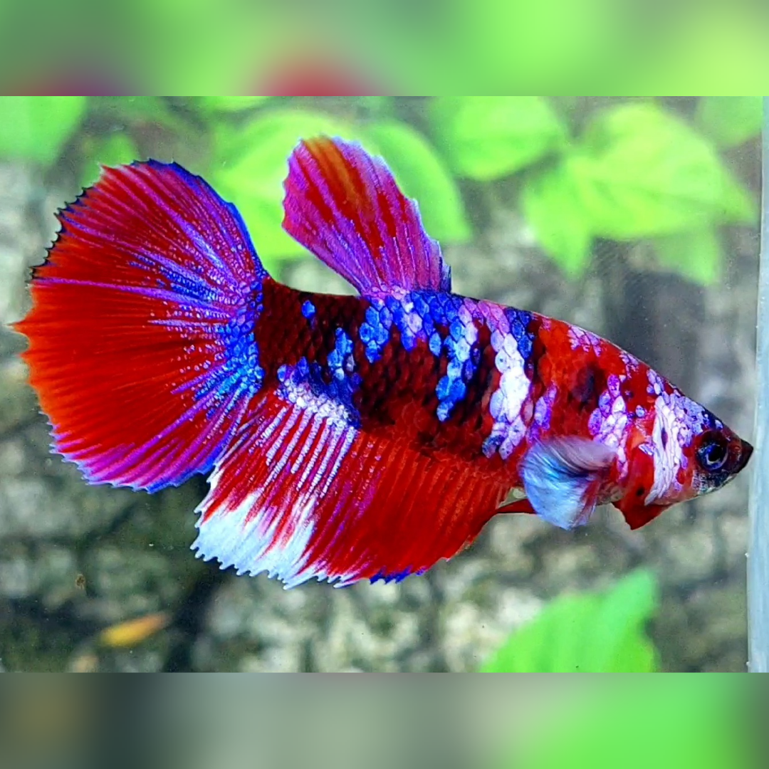 Multicolor Red Galaxy Halfmoon Female For Sorority / Breed