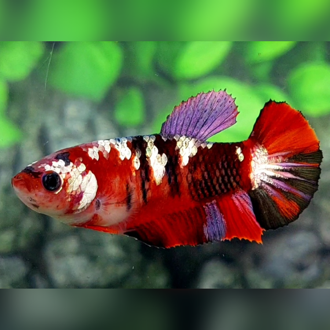 Red Tiger Copper Gold Galaxy HMPK Female For Sorority / Breed #RKC