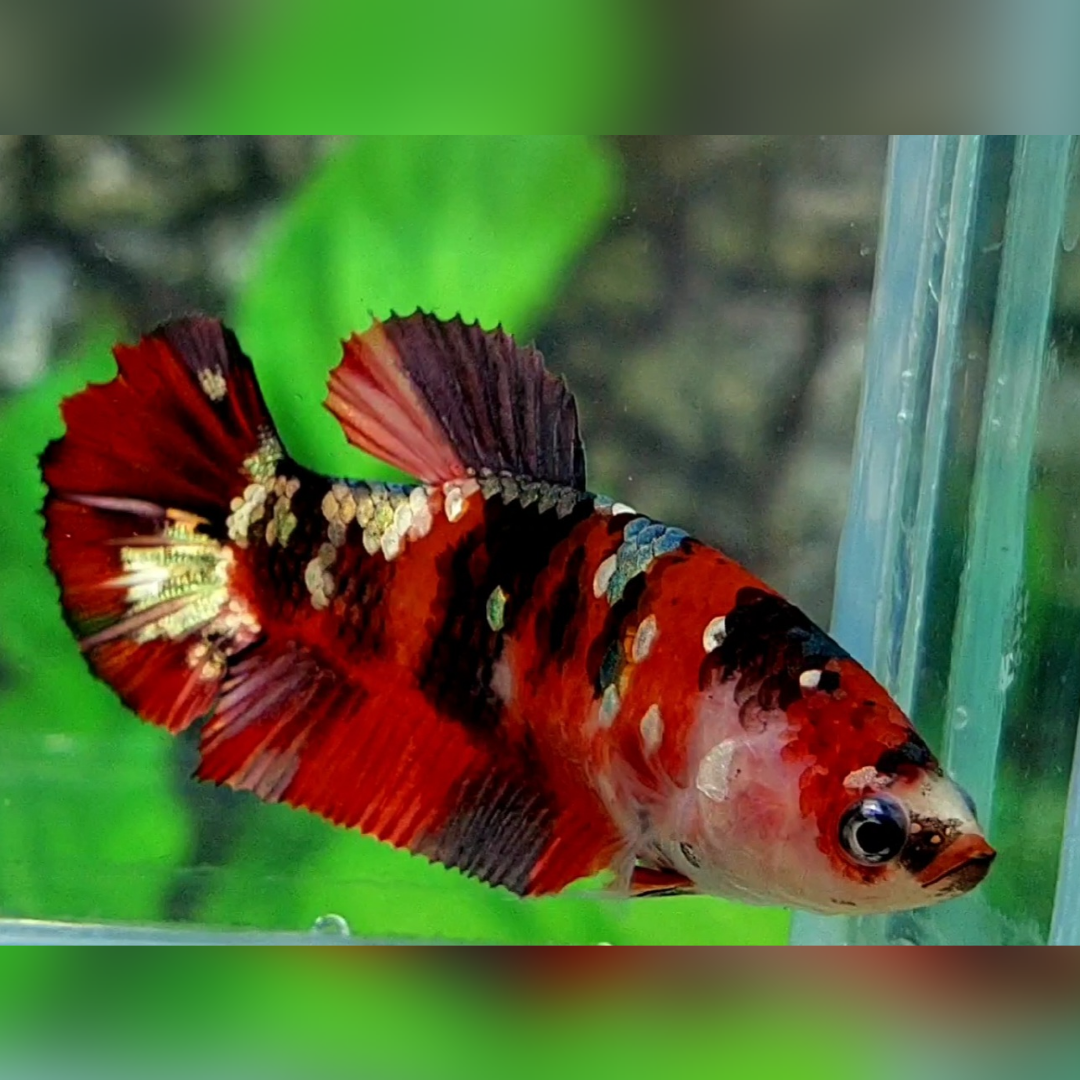 Red Tiger Copper Gold Galaxy HMPK Female For Sorority / Breed #RKC