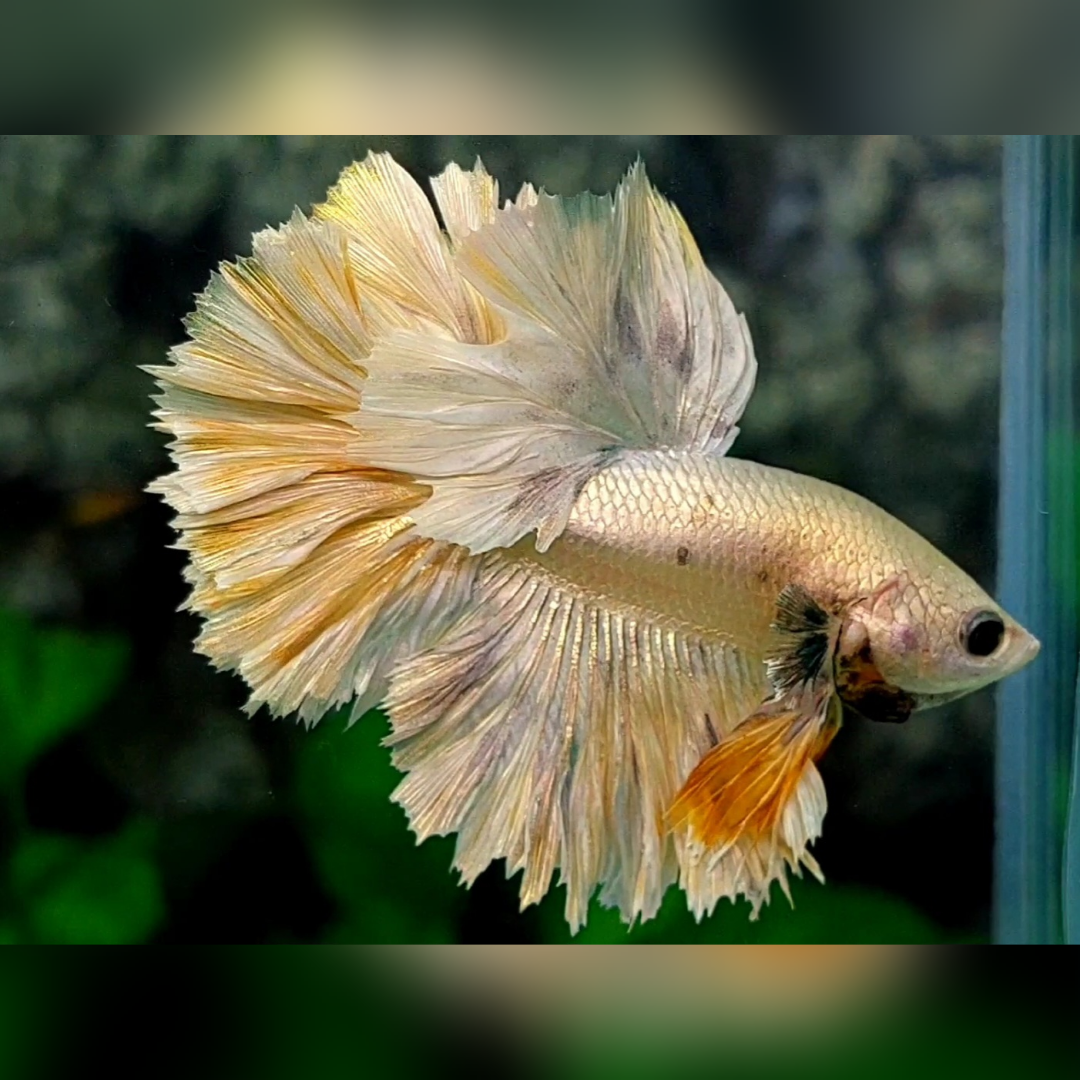 King Rosetail Yellow Copper Gold Halfmoon Male