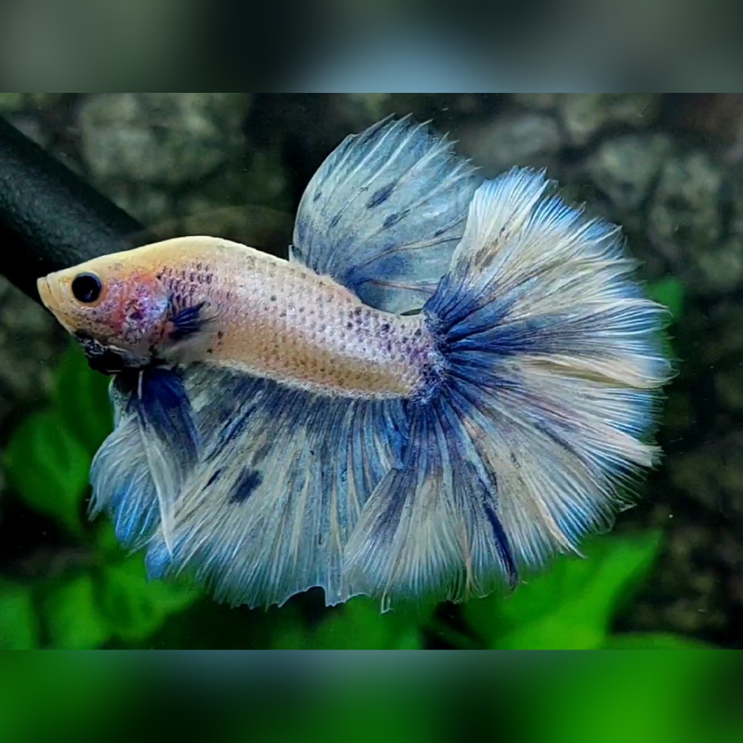 Rosetail Fancy Grizzle Halfmoon Male #cs