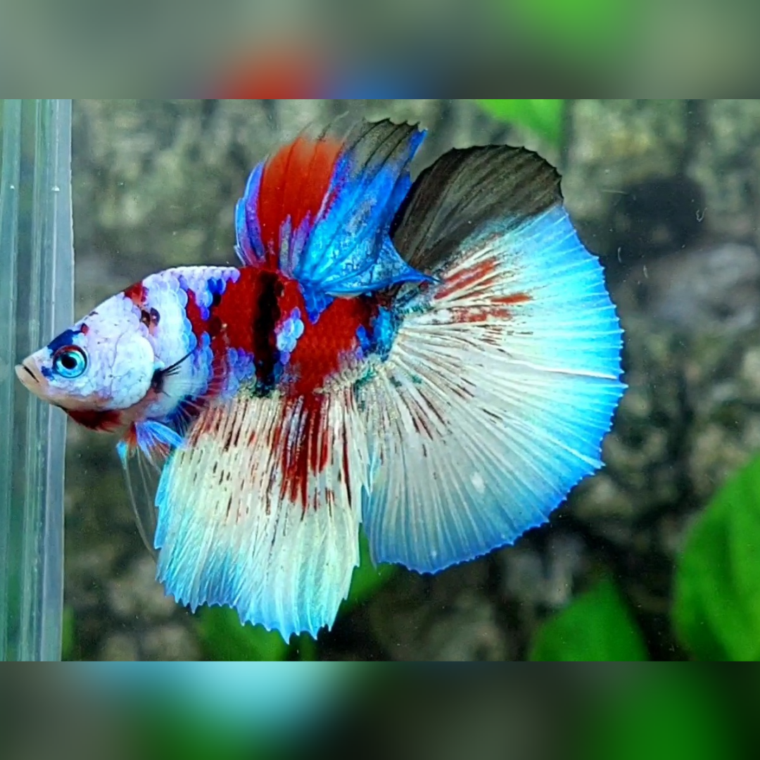 Red Barongsai Galaxy Skyblue Halfmoon Male