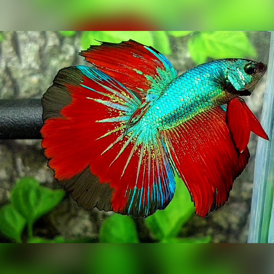 Red Green Halfmoon Male