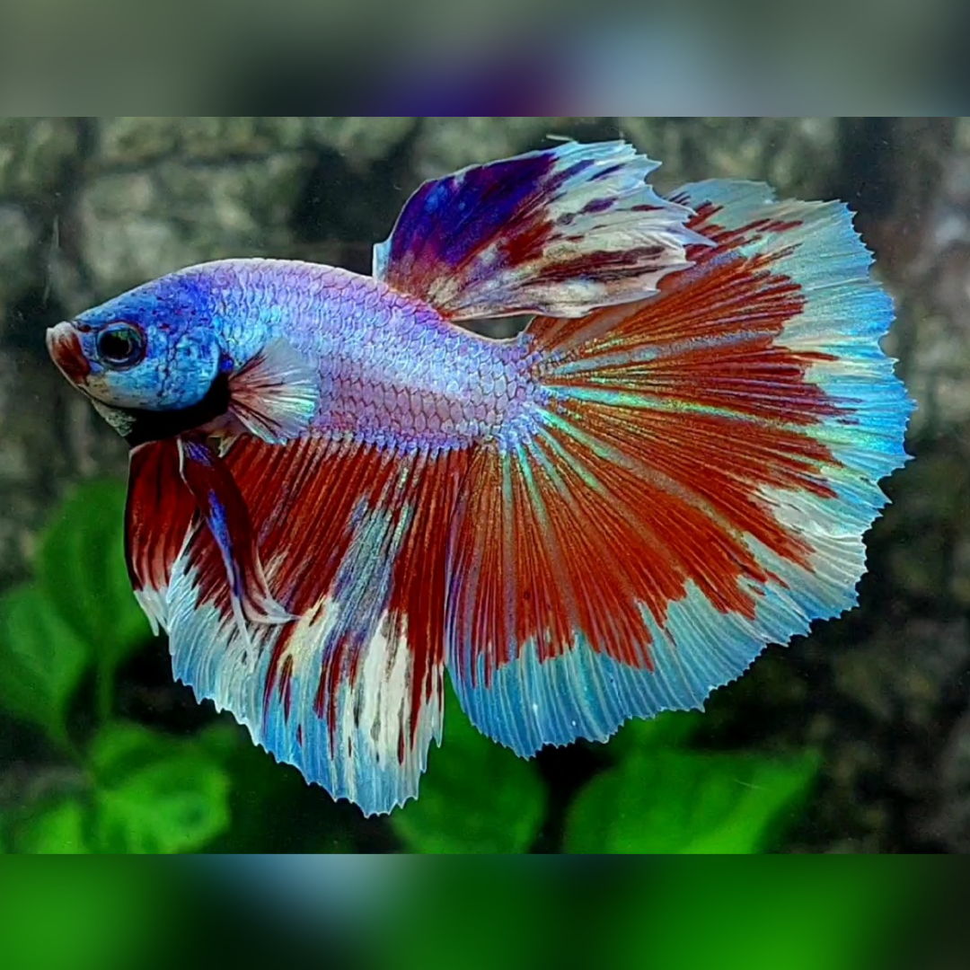 Fancy Purple Pink Halfmoon Male #cs