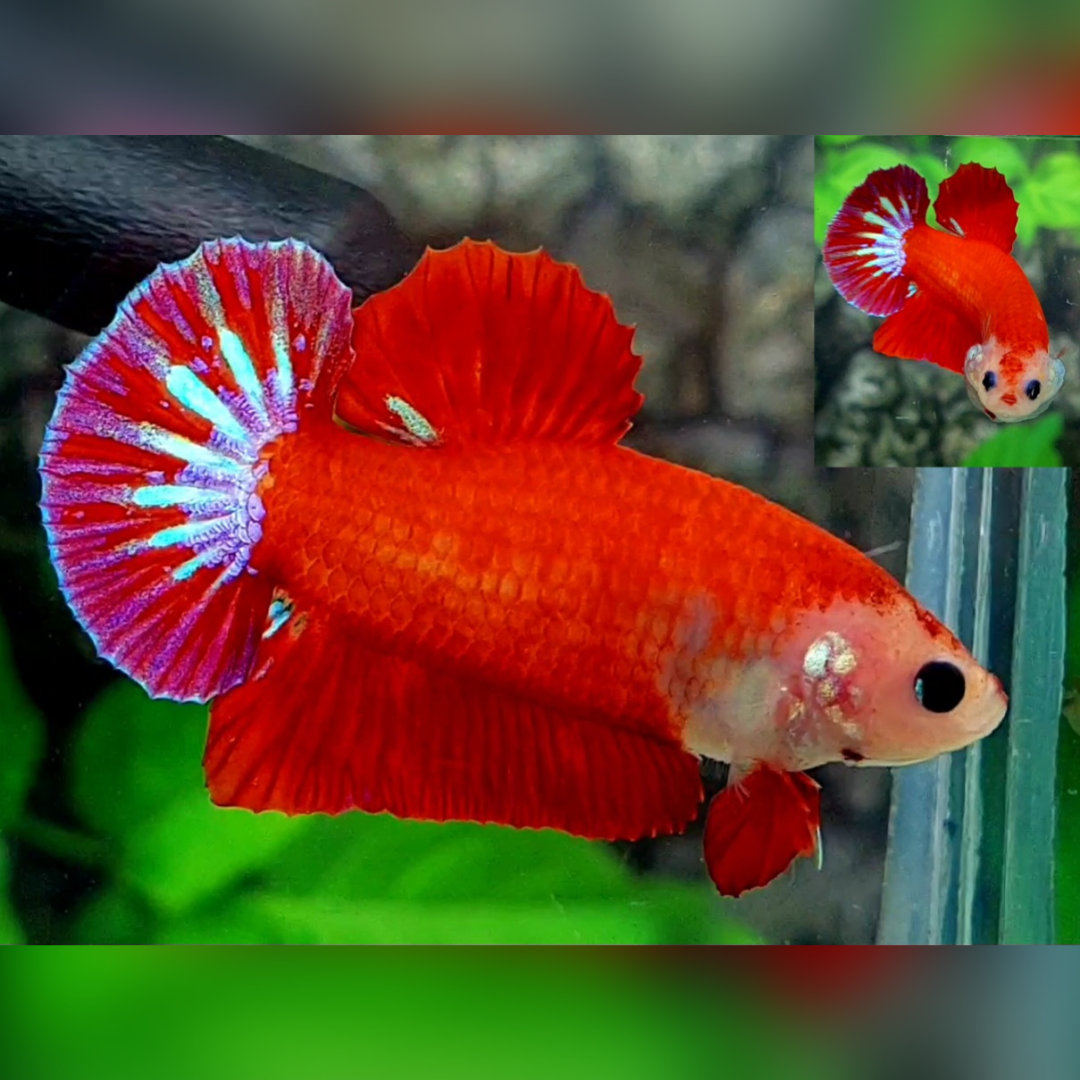Red Fancy Monkey Face HMPK Betta Fish Male #cs