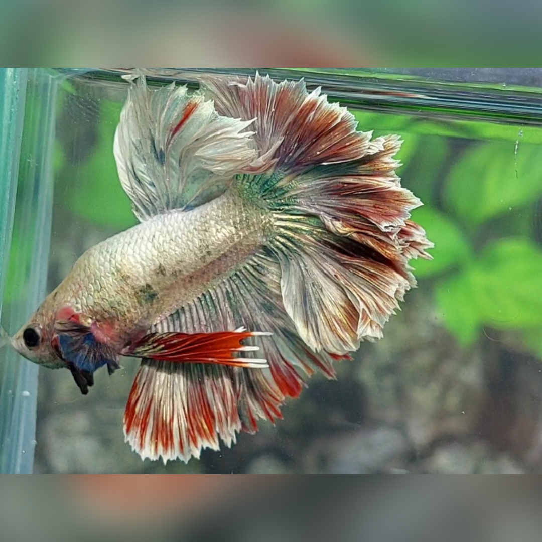 King Rosetail Copper Rosegold Halfmoon Male