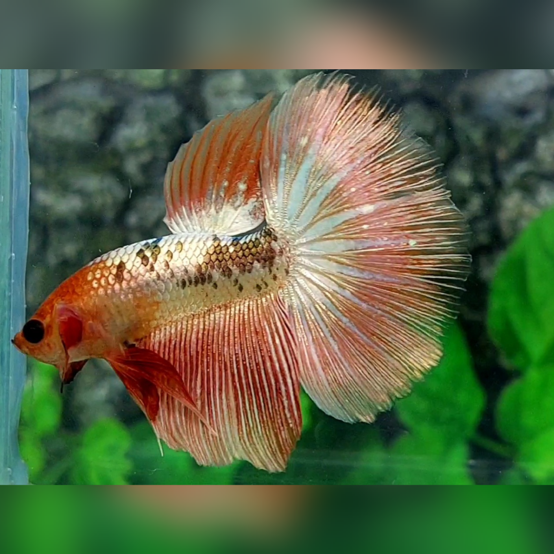 Orangehead Fancy Copper Halfmoon Male