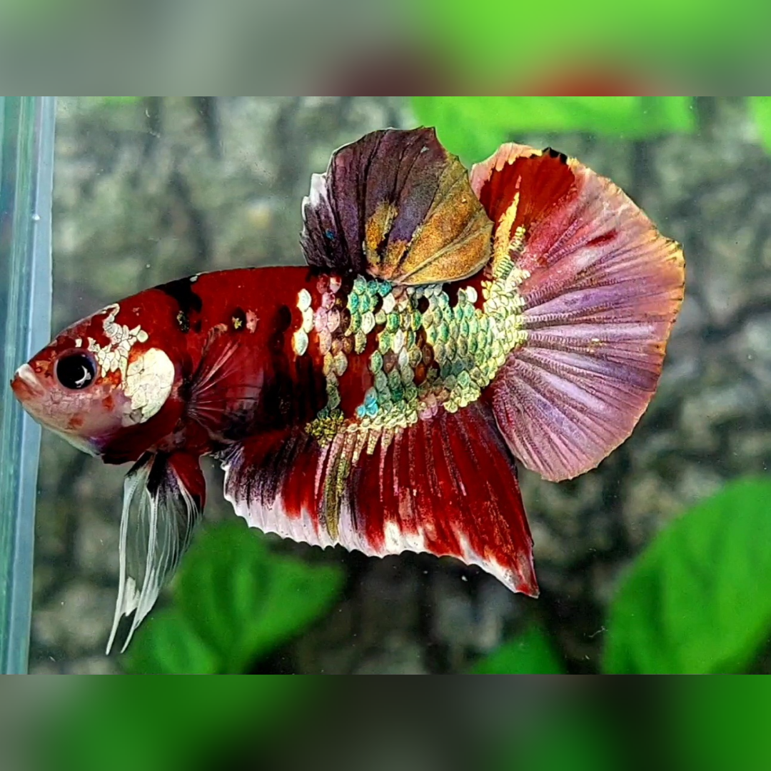 Red Koi Copper Purple Galaxy HMPK Male