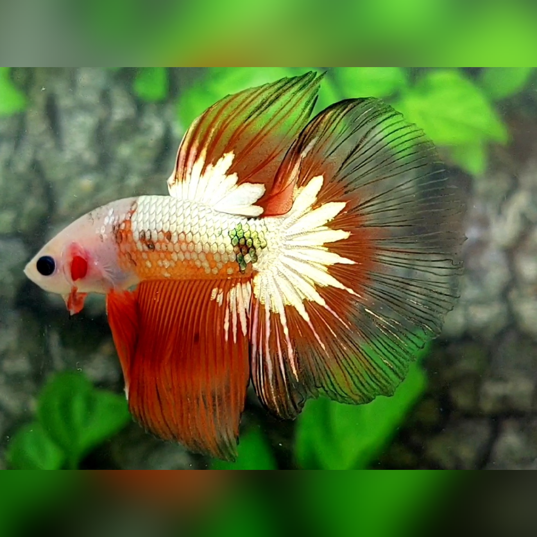 Monkey Face Fancy Copper Startail Halfmoon Male