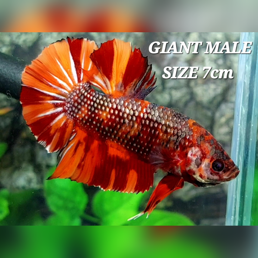 Copper Nemo Candy JUMBO GIANT HMPK Male