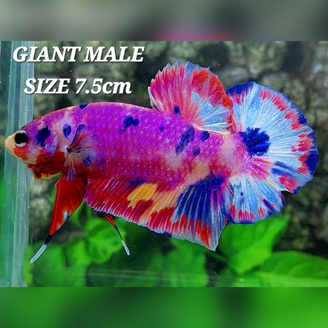 Multicolor Pink Candy JUMBO GIANT HMPK Male