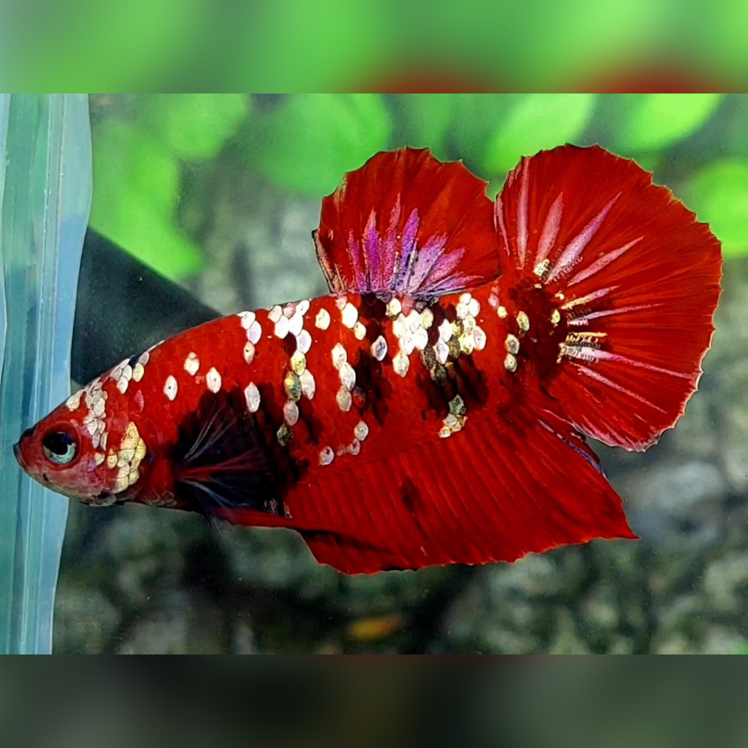 Red Copper Galaxy HMPK Male