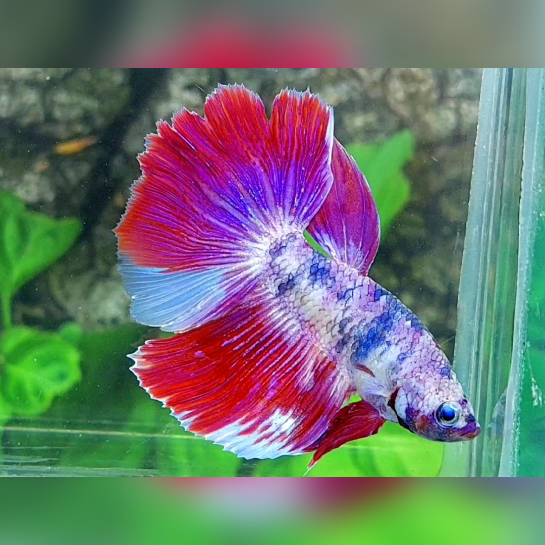 Purple Pink Fancy Halfmoon Male #cs