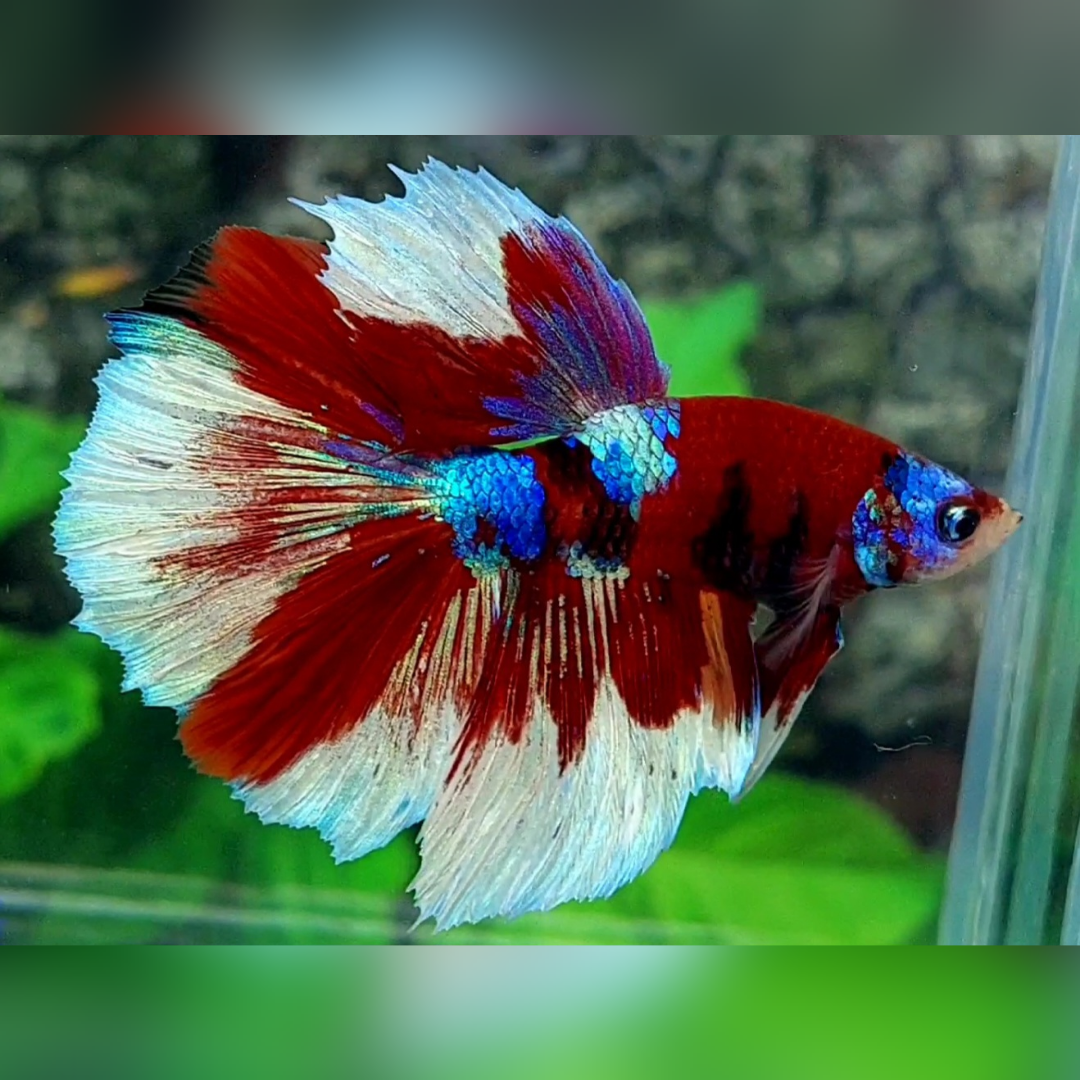 Red Barongsai Halfmoon Male