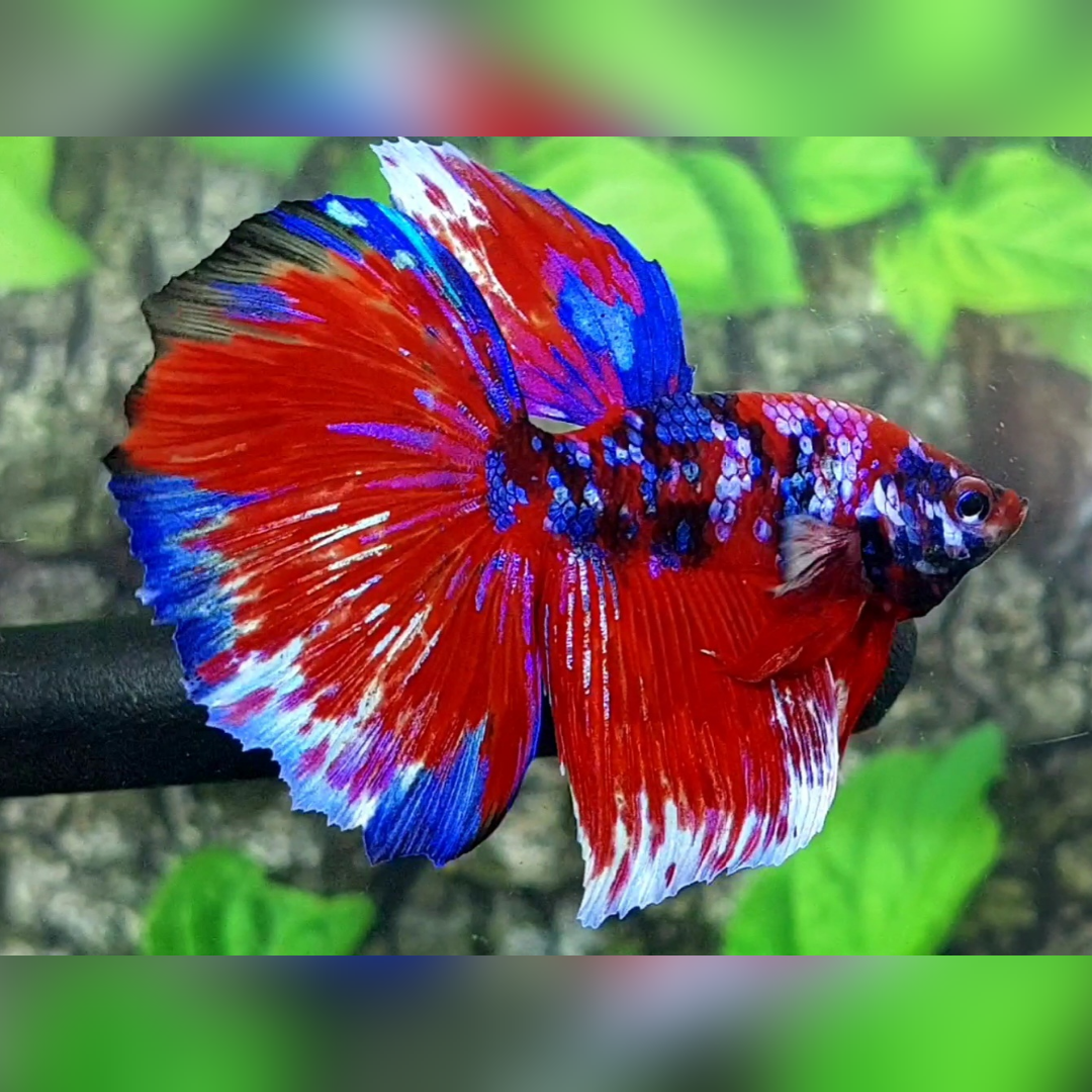 Multicolor Red Purple Blue Galaxy Halfmoon Male
