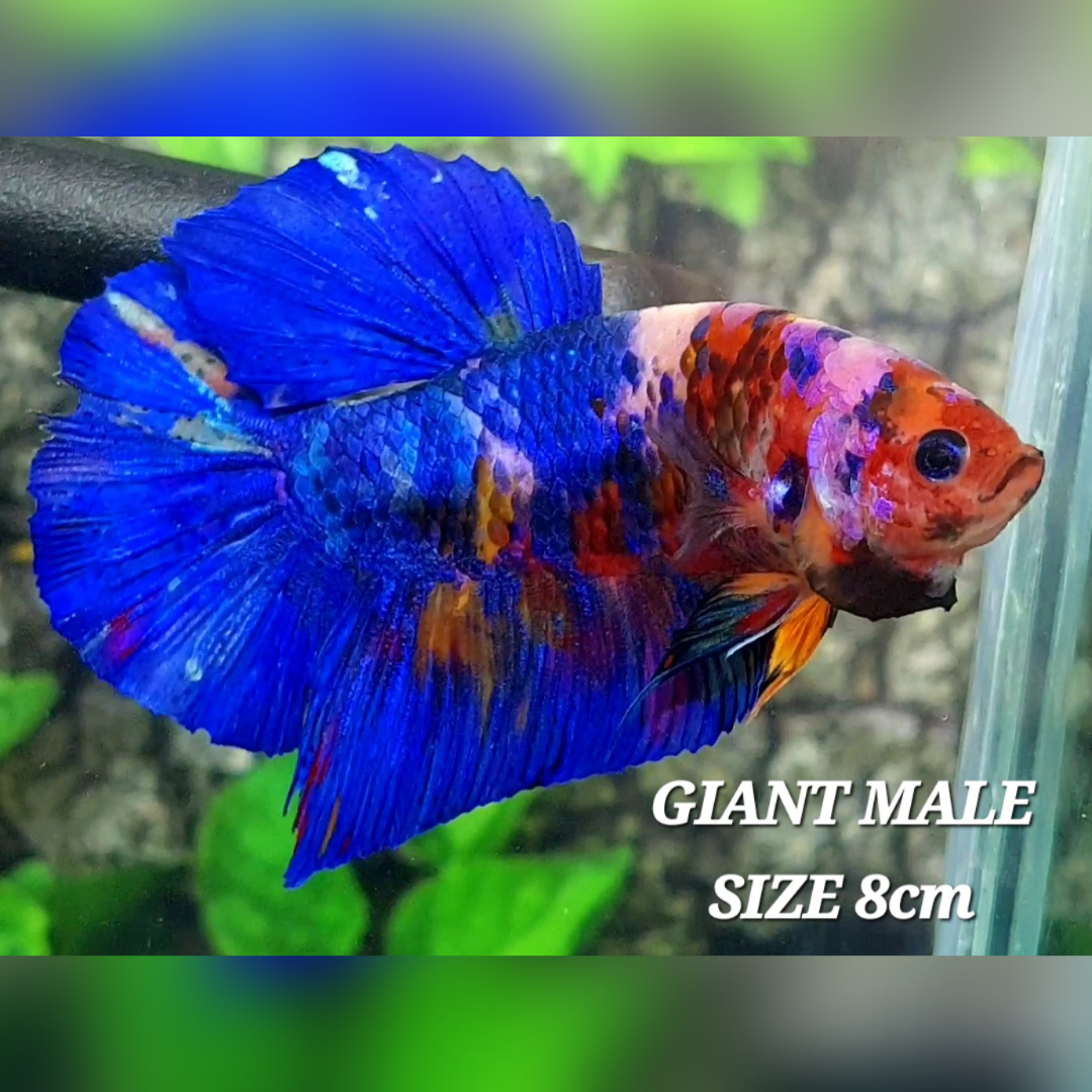 Half Blue Candy JUMBO GIANT HMPK Male
