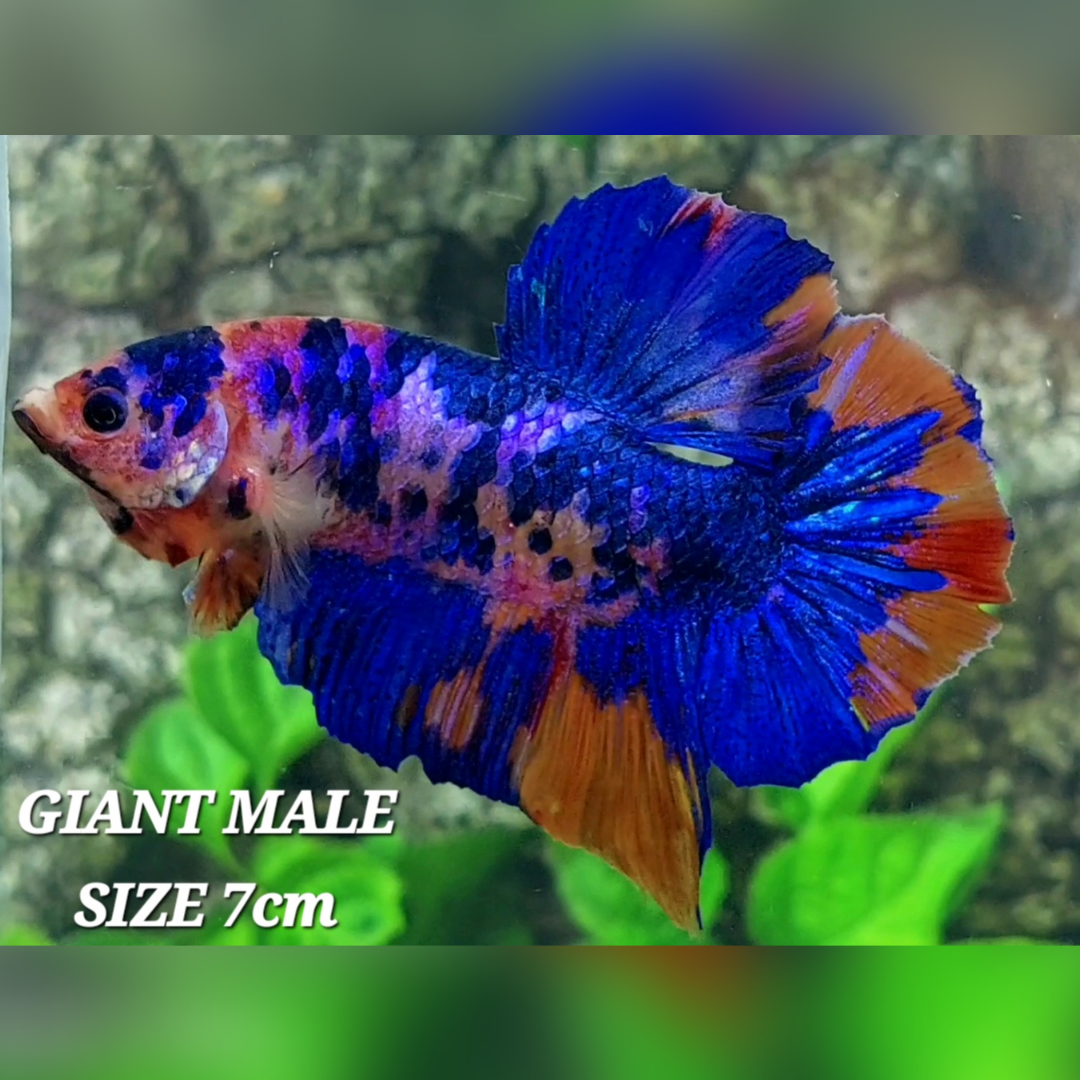 Multicolor Candy JUMBO GIANT HMPK Male