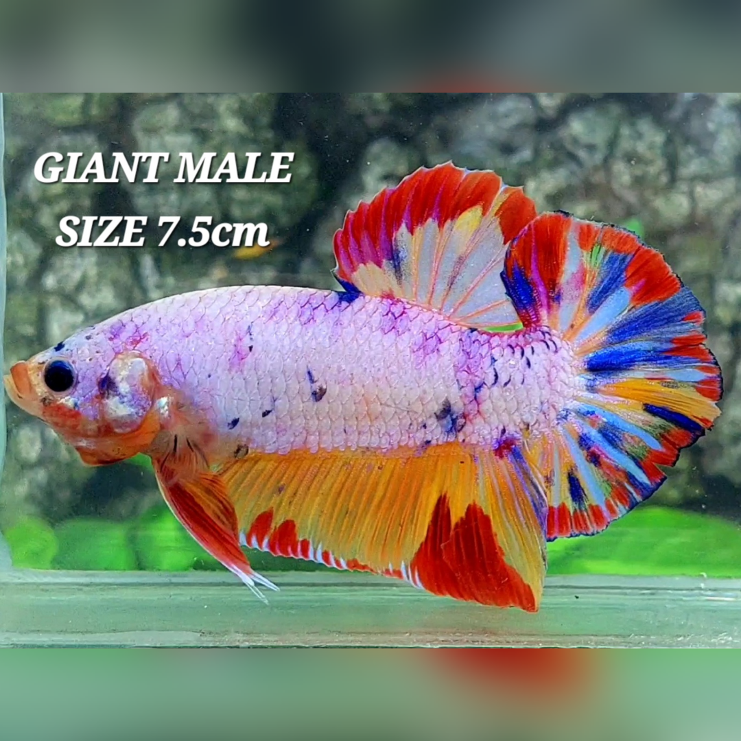 Multicolor Pink Purple Candy JUMBO GIANT HMPK Male