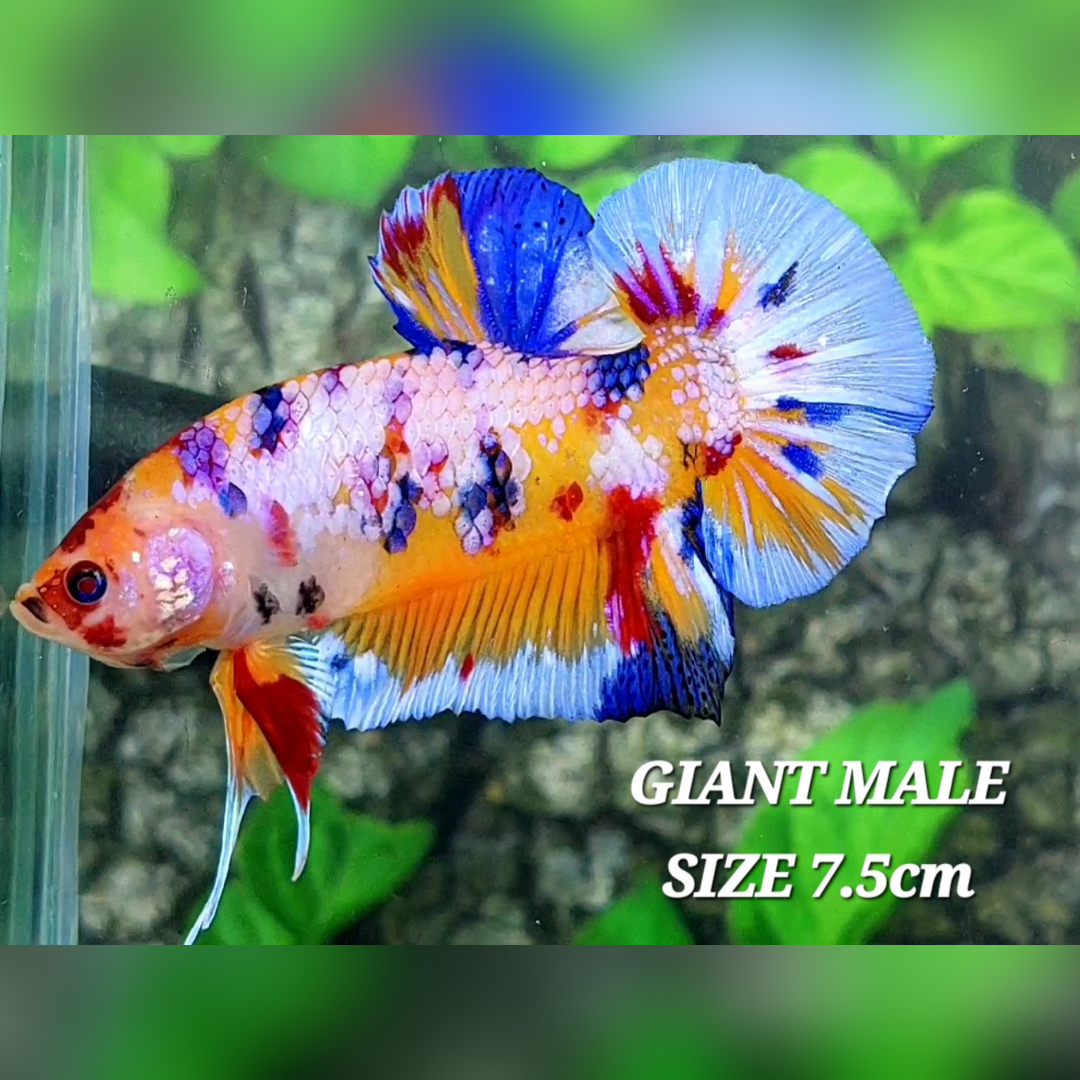 Multicolor Candy Pink Purple Galaxy JUMBO GIANT HMPK Male