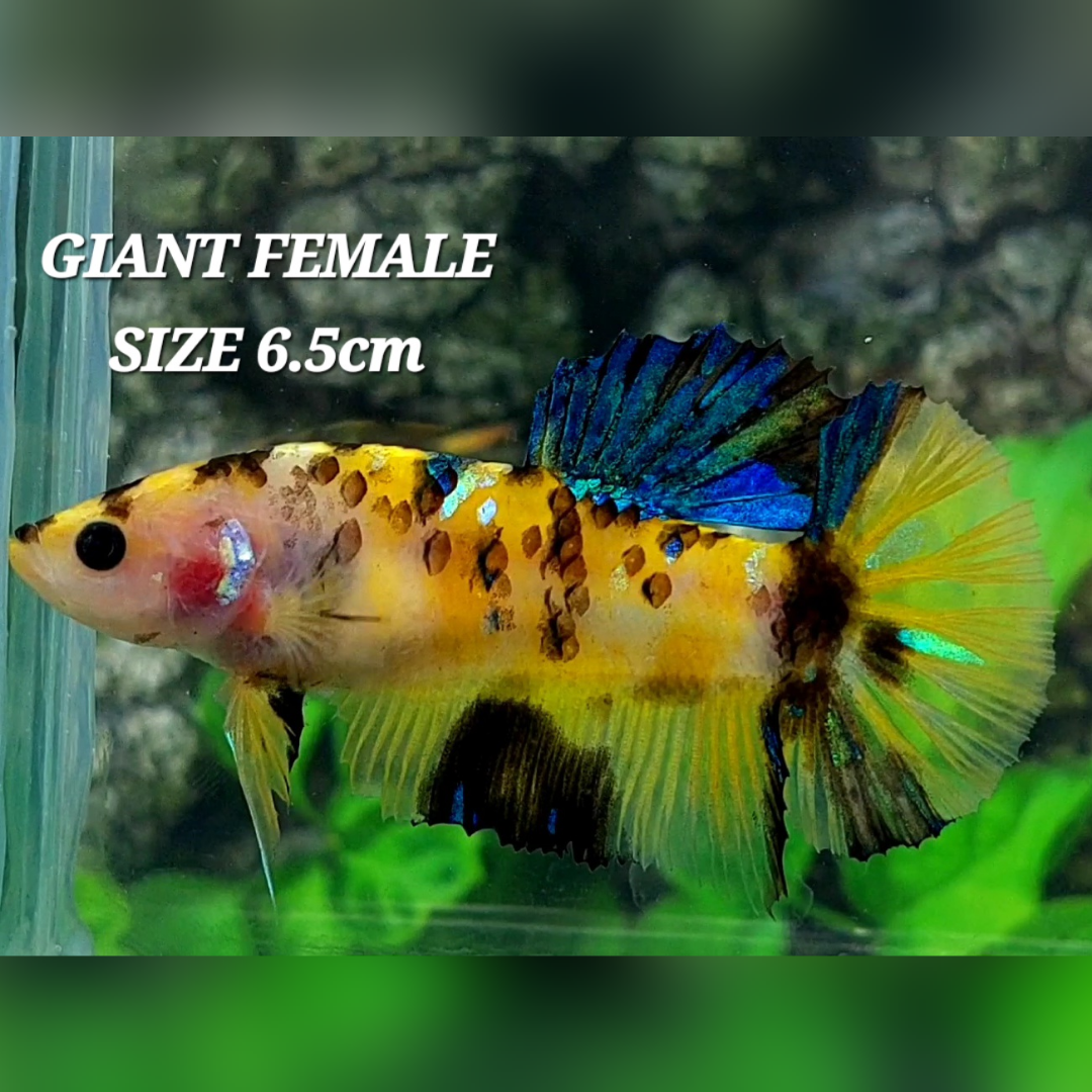 Yellow Tiger Koi Galaxy JUMBO GIANT HMPK Female