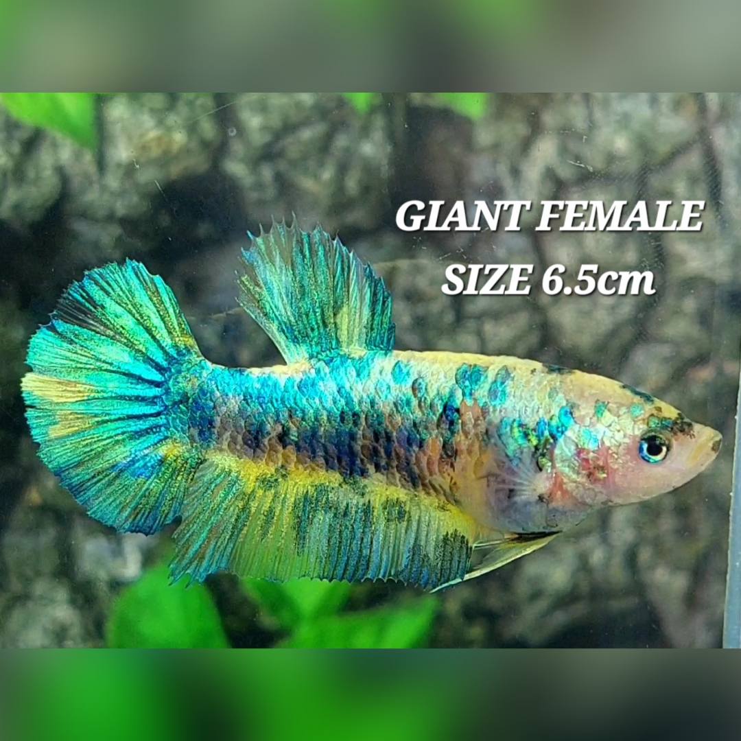 Metalic Green Yellow Marble JUMBO GIANT HMPK Female