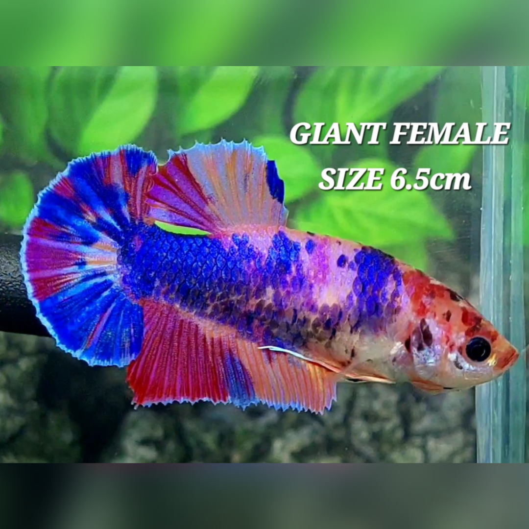 Multicolor Candy JUMBO GIANT HMPK Female