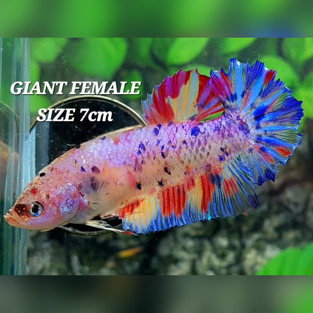 Multicolor Candy JUMBO GIANT HMPK Female