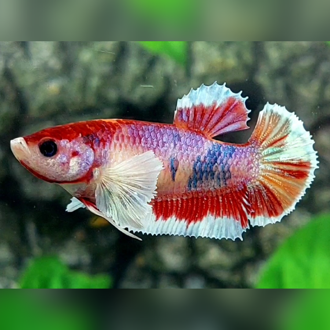 Multicolor Candy Dumbo Ears HMPK Female For Sorority / Breed