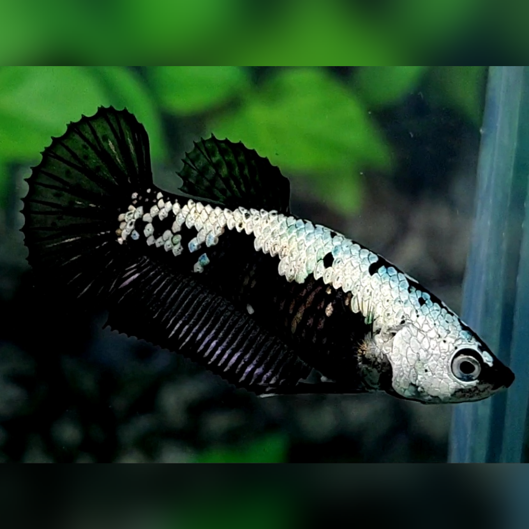 Black Samurai HMPK Female For Sorority / Breed