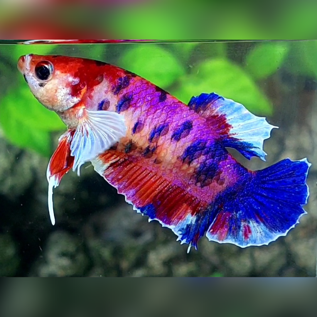 Multicolor Candy Dumbo Ears HMPK Female For Sorority / Breed