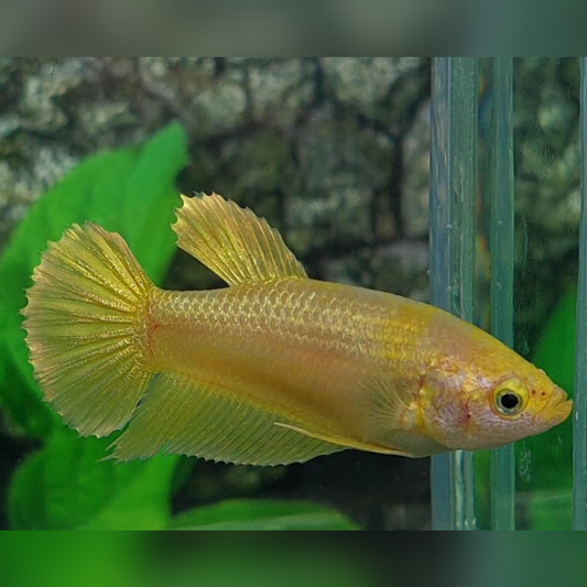 Super Gold HMPK Female For Sorority / Breed