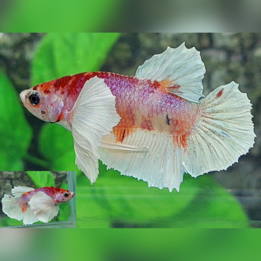 Candy Super Dumbo Ears HMPK Male