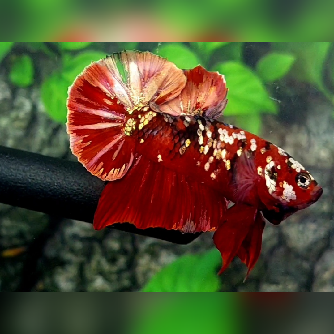 Red Copper Gold Galaxy Over HMPK Male