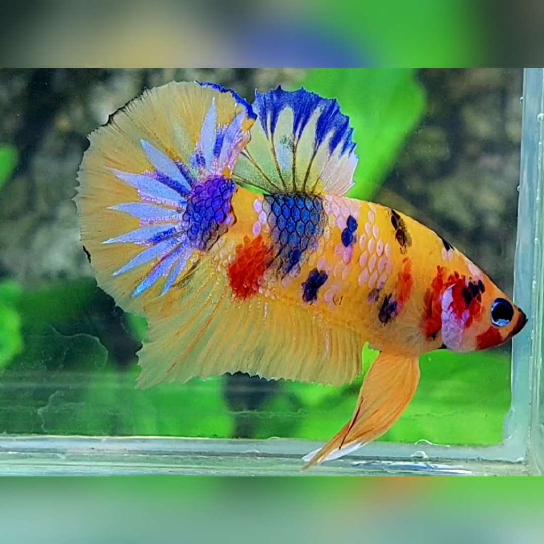 Yellowbase Multicolor Purple Startail Galaxy HMPK Male