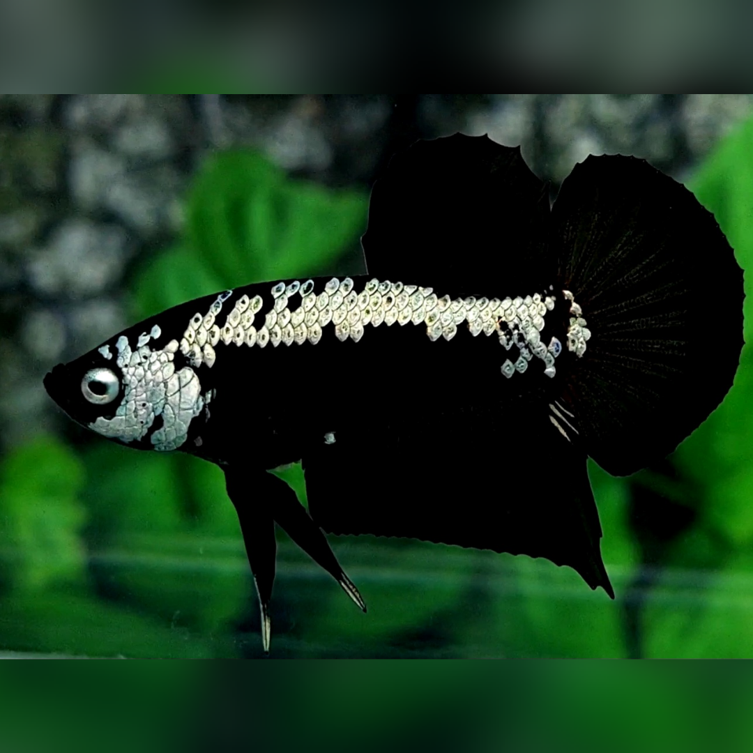 Black Samurai HMPK Male
