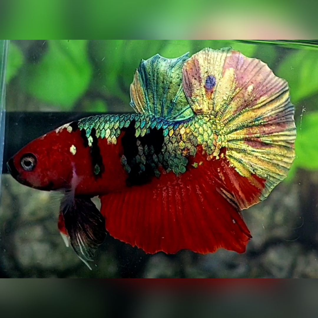 Red Tiger Copper Green Gold Galaxy HMPK Male #RKC