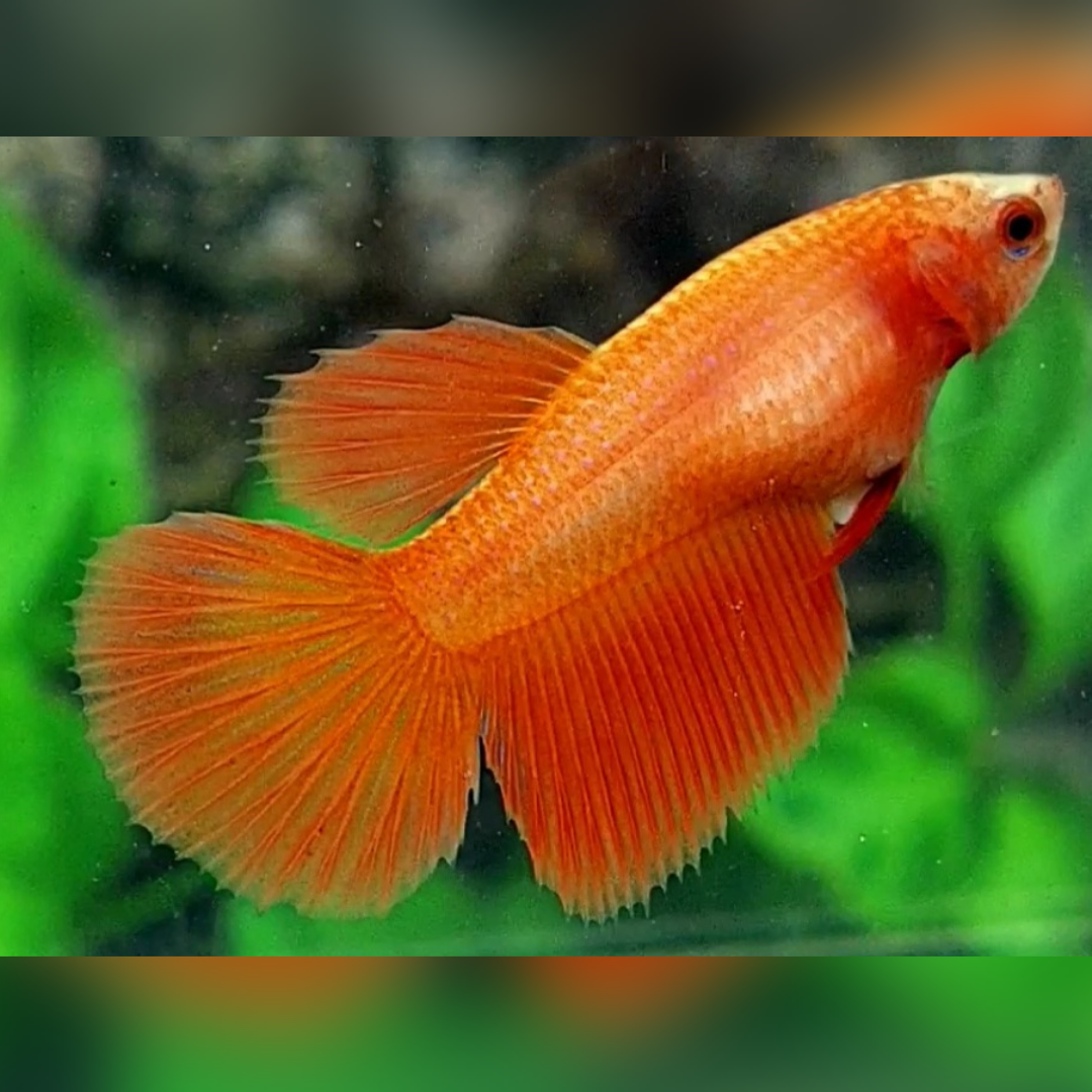 Solid Orange Halfmoon Female For Sorority / Breed