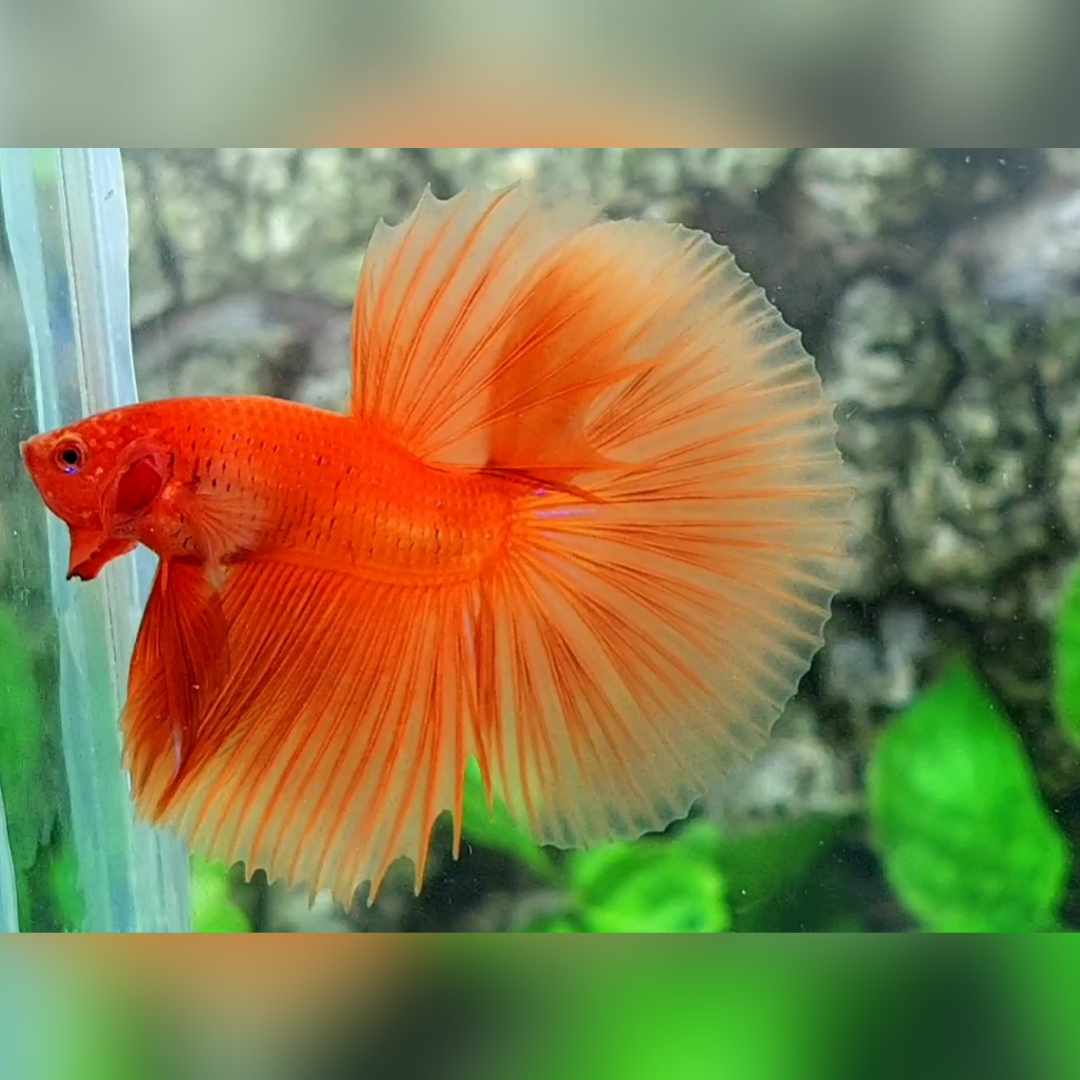 Solid Orange Halfmoon Male