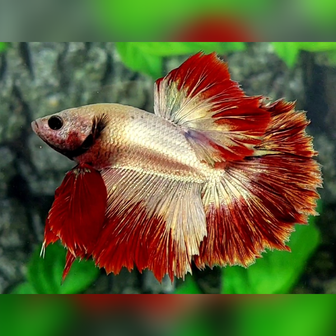 Red Rosegold Rosetail Halfmoon Male