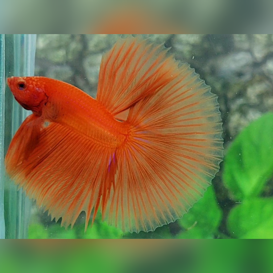 Solid Orange Halfmoon Male