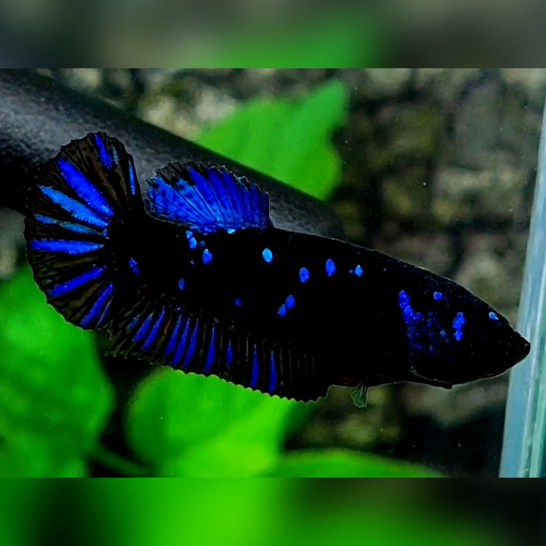 Avatar Gordon Blue HMPK Female For Sorority / Breed
