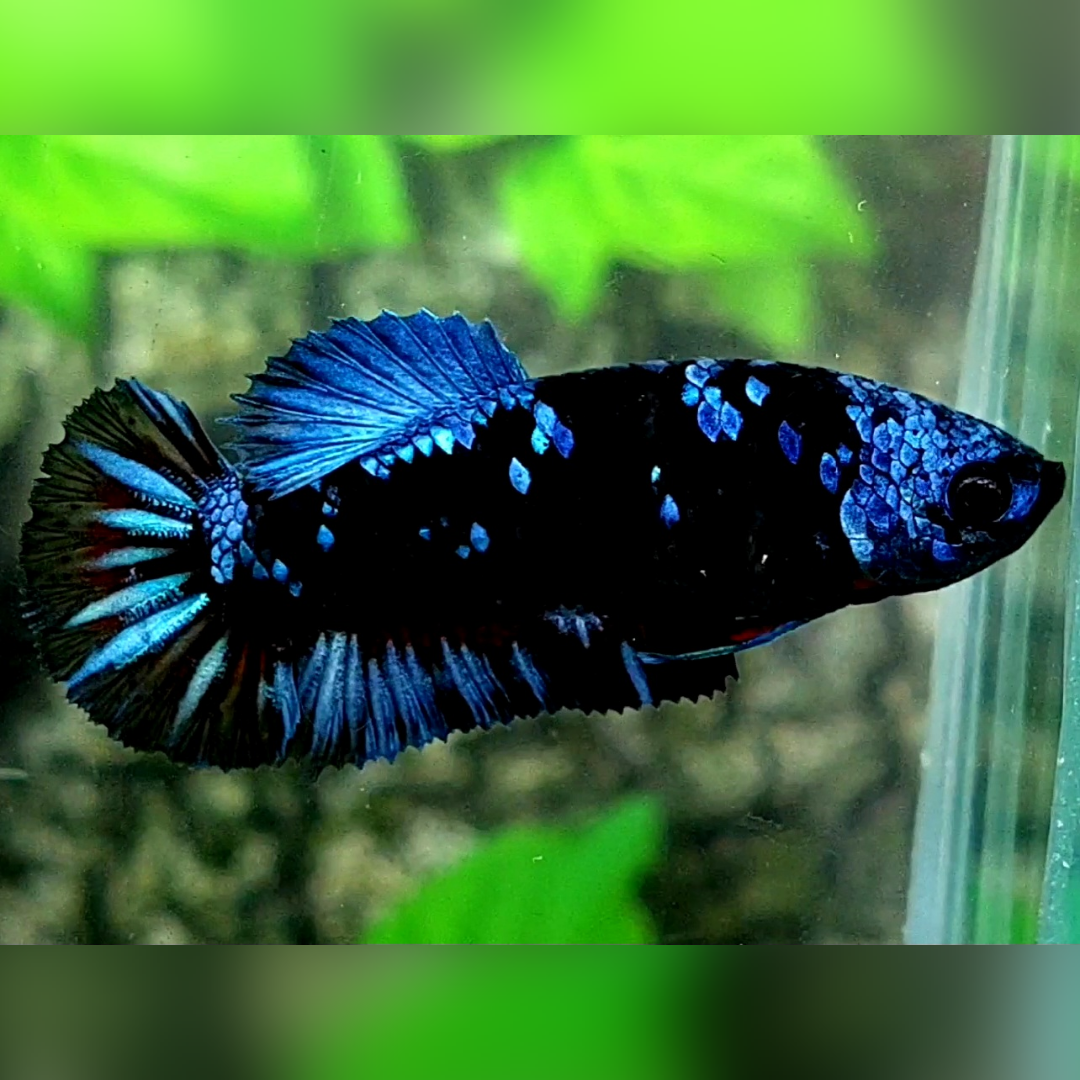 Avatar Gordon Gray HMPK Female For Sorority / Breed