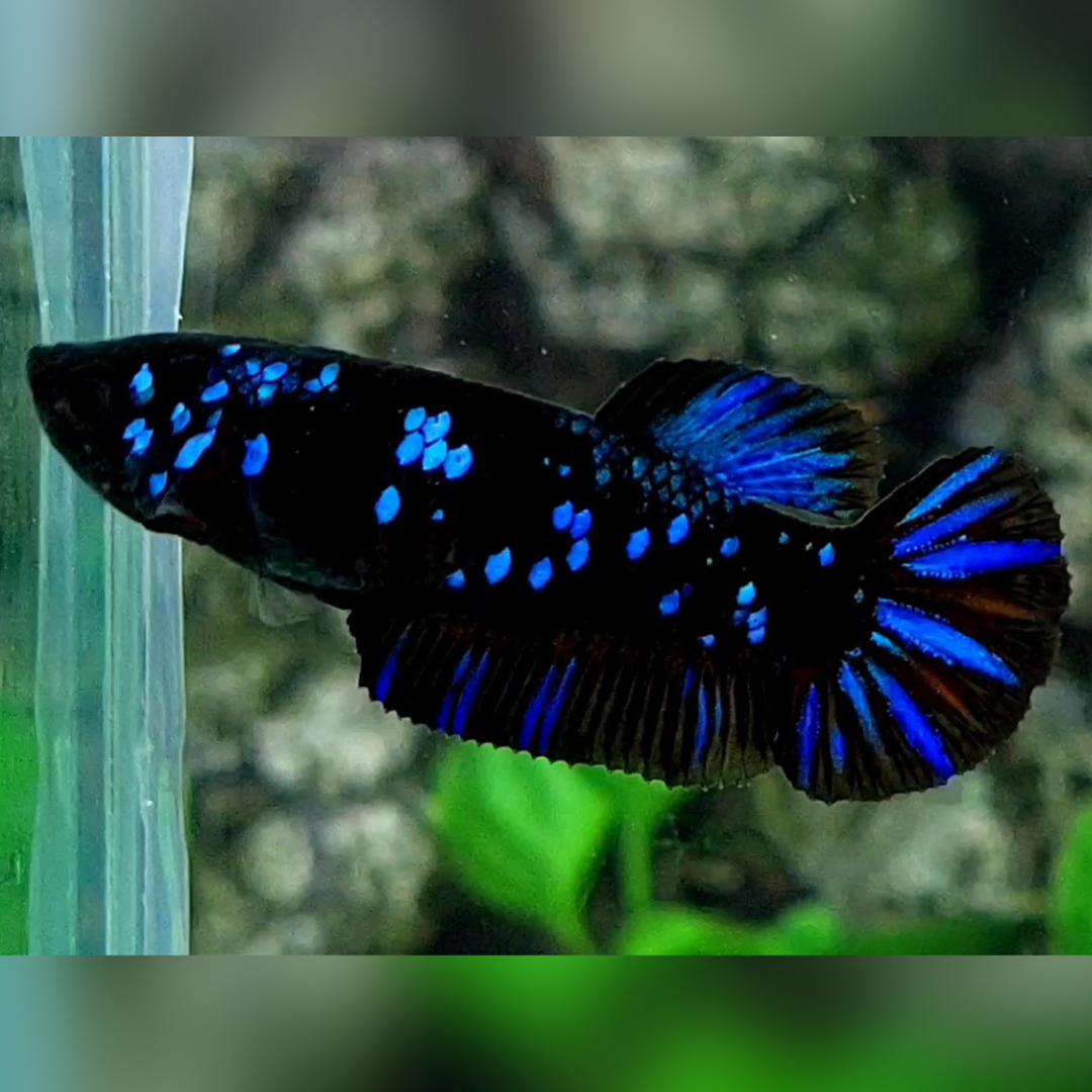 Avatar Gordon Blue HMPK Female For Sorority / Breed