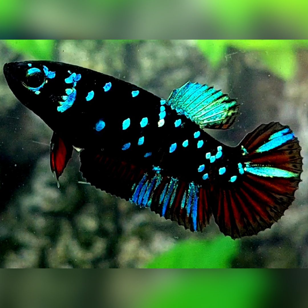 Avatar Gordon Turquoise Red HMPK Female For Sorority / Breed